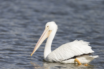 American White Pelicans swimming on a lake