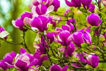 decoration of few magnolia flowers. pink magnolia flower. Magnol