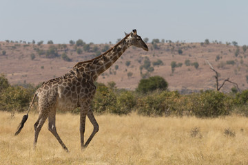 Angolan giraffe, also known as Namibian giraffe in Botswana Africa
