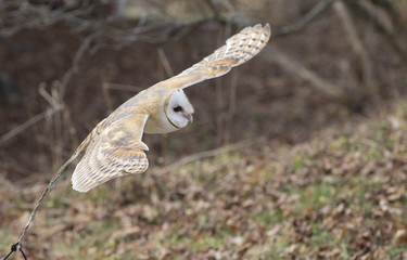 barn owl flying
