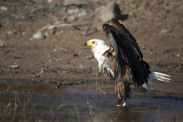 African Fish Eagle Bathing in River