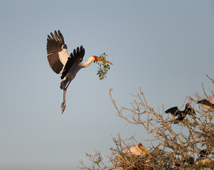 Yellow-billed Stork with Nesting Material