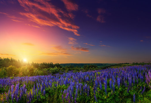majestic sunset over field of lupine blue flowers © jenyateua