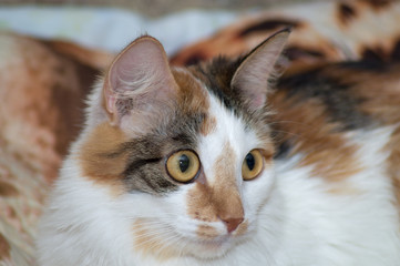 Portrait of brown-eyed cat