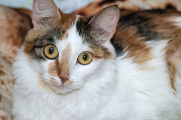 Portrait of brown-eyed cat