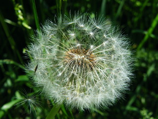 fluffy dandelion in the green grass