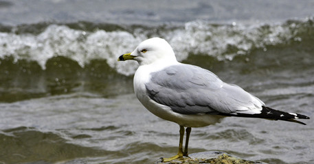 Red Eye/A single seagull waiting for the waves by the Susquehanna River in Pennsylvania.