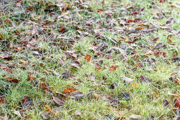 Frozen leaves on frosted grass, frost on field in early winter