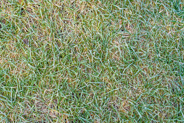 Ground frost on grass, frozen field in the morning autumn