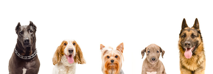 Portrait of dogs, closeup, isolated on white background