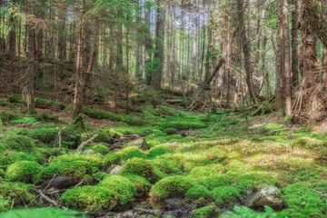 Mossy Fundy Trail, New Brunswick