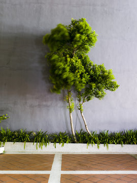 trees in singapore