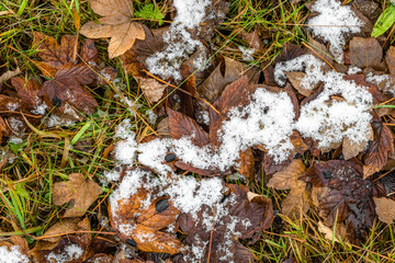 Melting snow on leaves, beginning of winter or thaws in spring