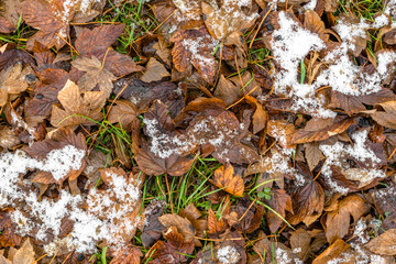 Melting snow on dead leaves, early winter or thaws in spring