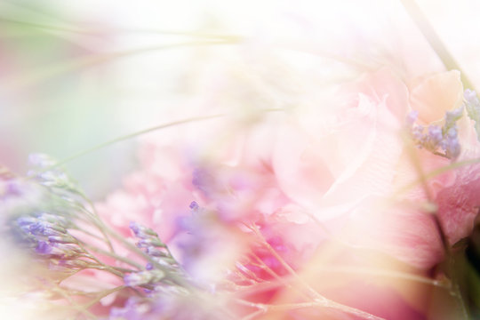 Fototapeta flower background. beautiful flowers made with color filters    