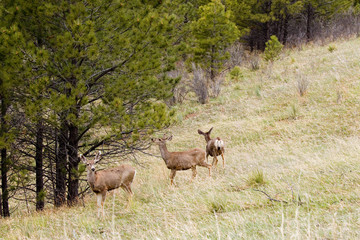 Naklejka na ściany i meble Three Mule Deer in the Pike National Forest