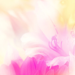 flower background. beautiful flowers made with color filters

