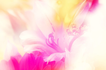 flower background. beautiful flowers made with color filters

