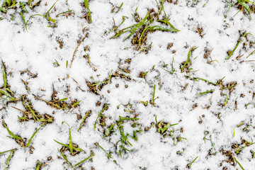 Fresh grass growing in snow on melting field, spring thaws