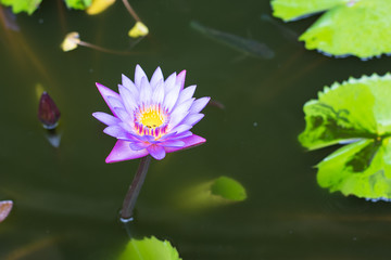 Lotus flowers, Dambulla, Sri Lanka