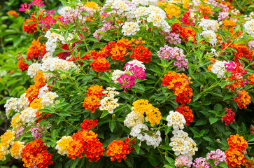 Obraz premium Colorful flowers in the garden