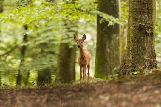 R&aring;djursbock i bokskog