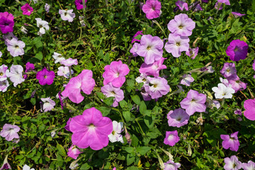 Beautiful pink Petunia Flowers in the garden