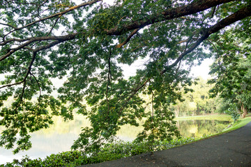 green forest trees backgrounds