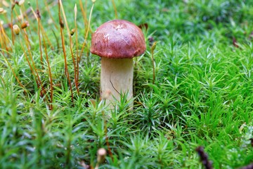 Imleria badia mushroom