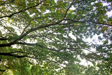 green forest trees backgrounds