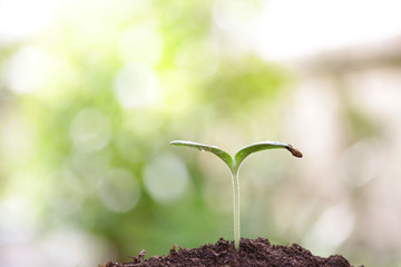 Growing tree