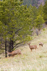 ThreeMule Deer in the Pike National Forest