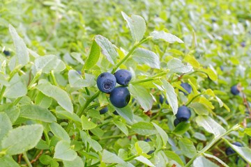 blueberries in forest