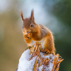 Naklejka na ściany i meble Red squirrel in Winter, County of Northumberland, England
