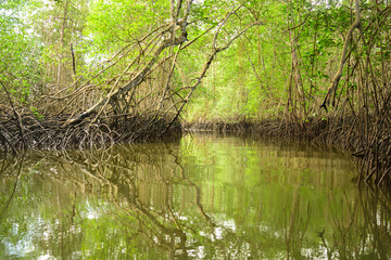 Inside the mangrove of Isla Muisne, Ecuador
