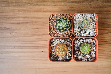 Little beautiful cactus with watering on wood background , hipster tone