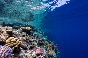 Fototapeta na wymiar reef seascape