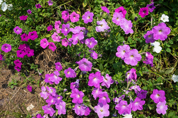Beautiful pink Petunia Flowers in the garden