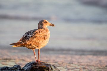 Juvenile Westmöwe (Larus occidentalis) am Marshalls Beach in San Francisco, Kalifornien, USA, im Abendlicht.