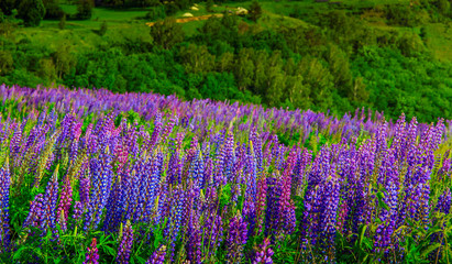 Obraz na płótnie Canvas wonderful landscape. Majestic mountain landscape with lupine blooming field on a sunny day. picturesque scene. breathtaking scenery. wonderful landscape. 