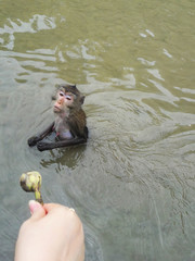 Monkey in the river
