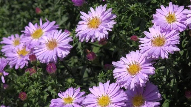 aster in autumn