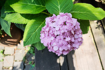 hydrangea pink hydrangeas summer in the garden