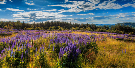 Fototapeta na wymiar fantastic landscape. ideal sky with clouds over the meadow with purple lupine flowers on a sunny day. picturesque scene. breathtaking scenery. wonderful landscape. original creative images