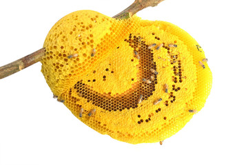 Close up honeycomb isolate on a white background