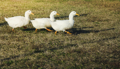 3 ducks are walking fast on grass field in evening sunlight.