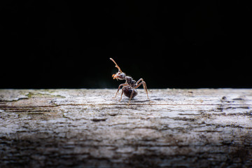 black ants on wood