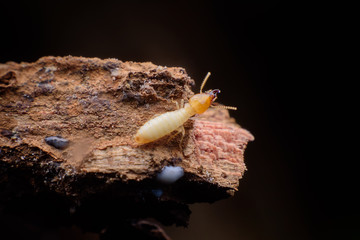 Close up termites