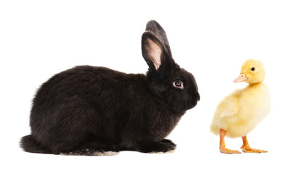 Black bunny and duckling isolated on white background