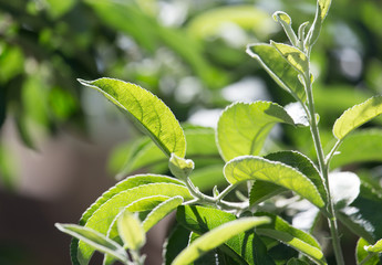 green leaves on the plant in nature
